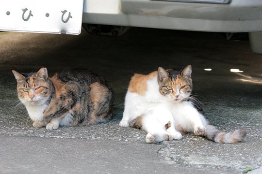 太田区のねこ