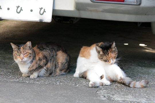 太田区のねこ