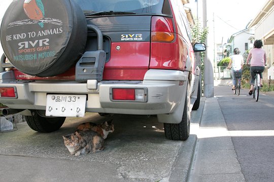 太田区のねこ