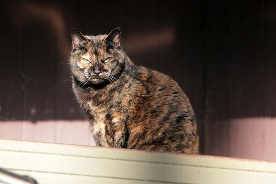 太田区のねこ
