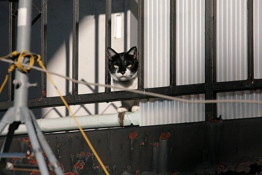 太田区のねこ
