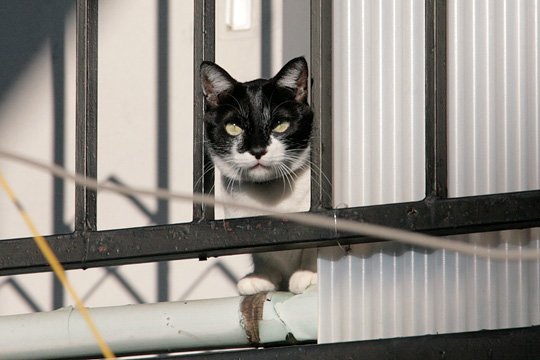 太田区のねこ