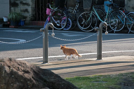 太田区のねこ