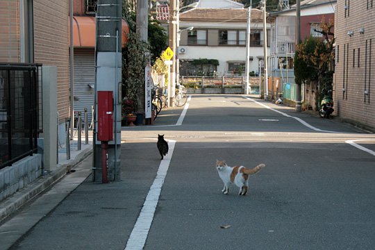 太田区のねこ