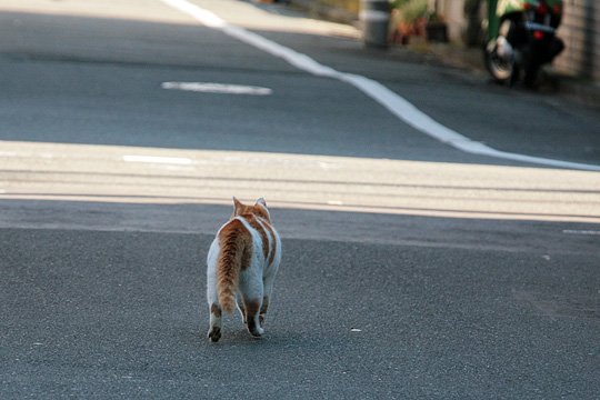 太田区のねこ