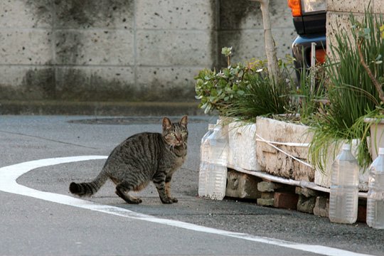太田区のねこ
