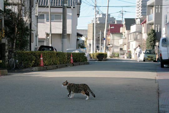 太田区のねこ