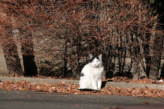 太田区のねこ