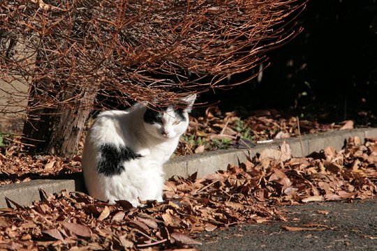 太田区のねこ