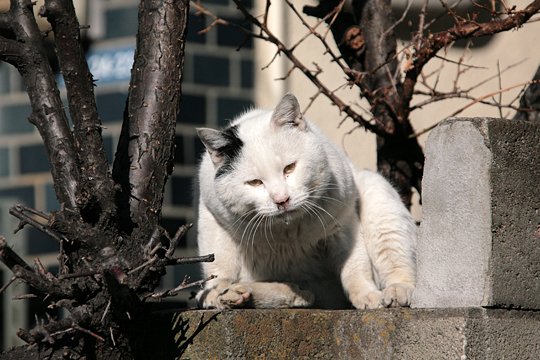 太田区のねこ