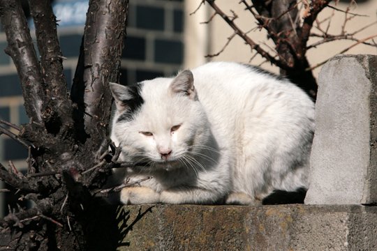太田区のねこ