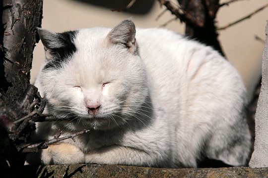 太田区のねこ