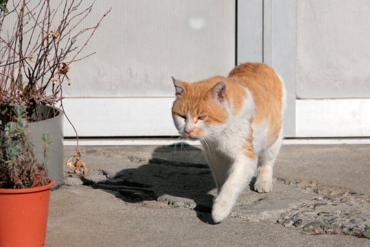 太田区のねこ