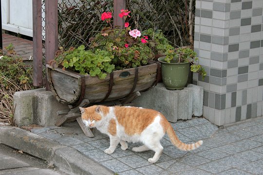太田区のねこ