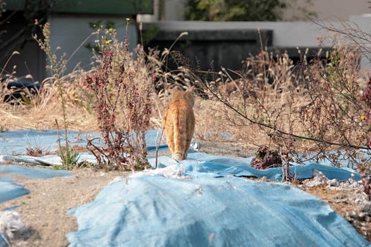 太田区のねこ