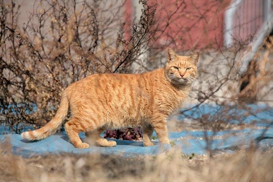 太田区のねこ