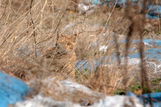 太田区のねこ