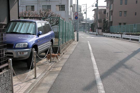 太田区のねこ