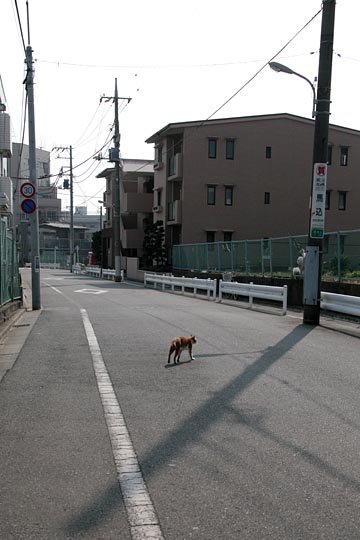 太田区のねこ