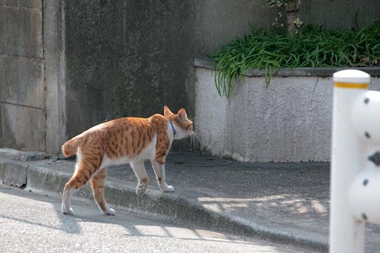太田区のねこ