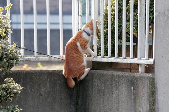 太田区のねこ