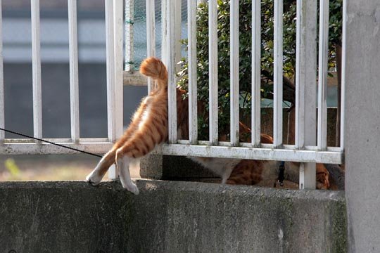 太田区のねこ