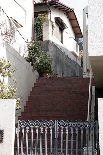 太田区のねこ
