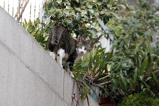 太田区のねこ