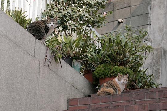 太田区のねこ