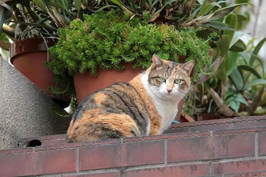 太田区のねこ