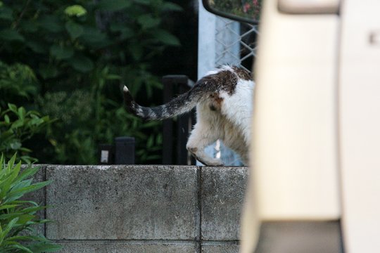 太田区のねこ