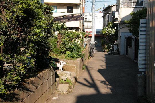 太田区のねこ