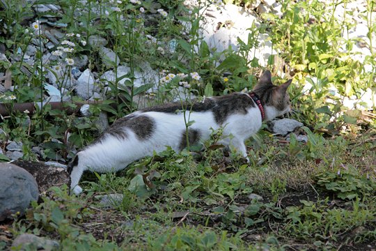 太田区のねこ