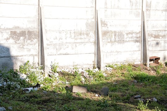 太田区のねこ