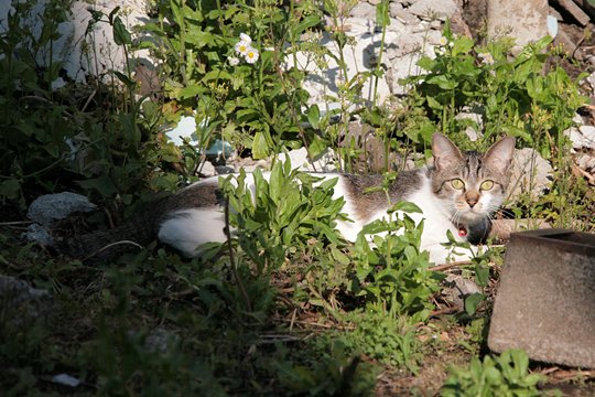 太田区のねこ