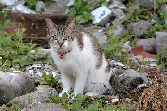 太田区のねこ