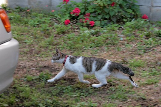 太田区のねこ