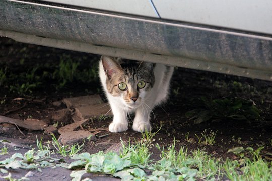 太田区のねこ
