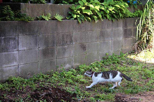 太田区のねこ