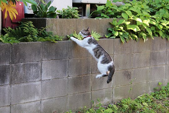 太田区のねこ