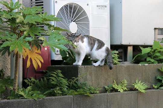 太田区のねこ