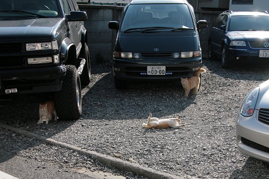 太田区のねこ