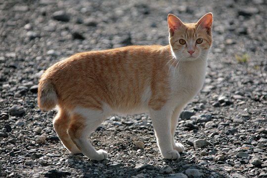 太田区のねこ