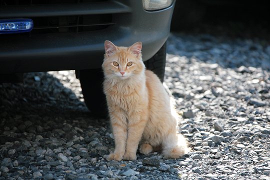 太田区のねこ