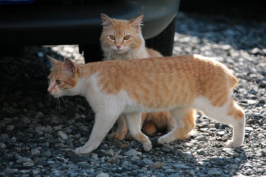 太田区のねこ