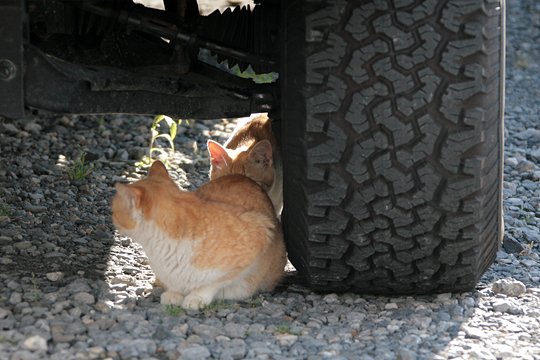 太田区のねこ