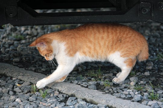 太田区のねこ