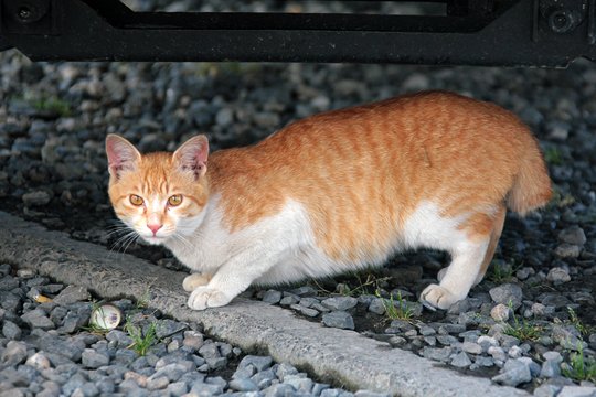 太田区のねこ