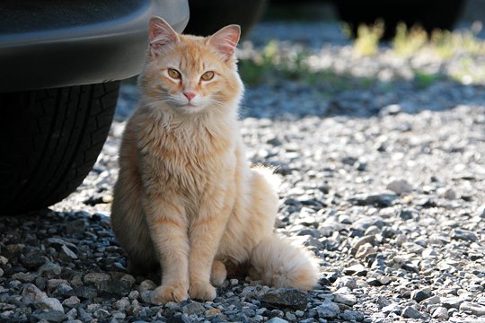 太田区のねこ