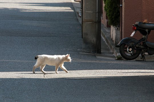 太田区のねこ